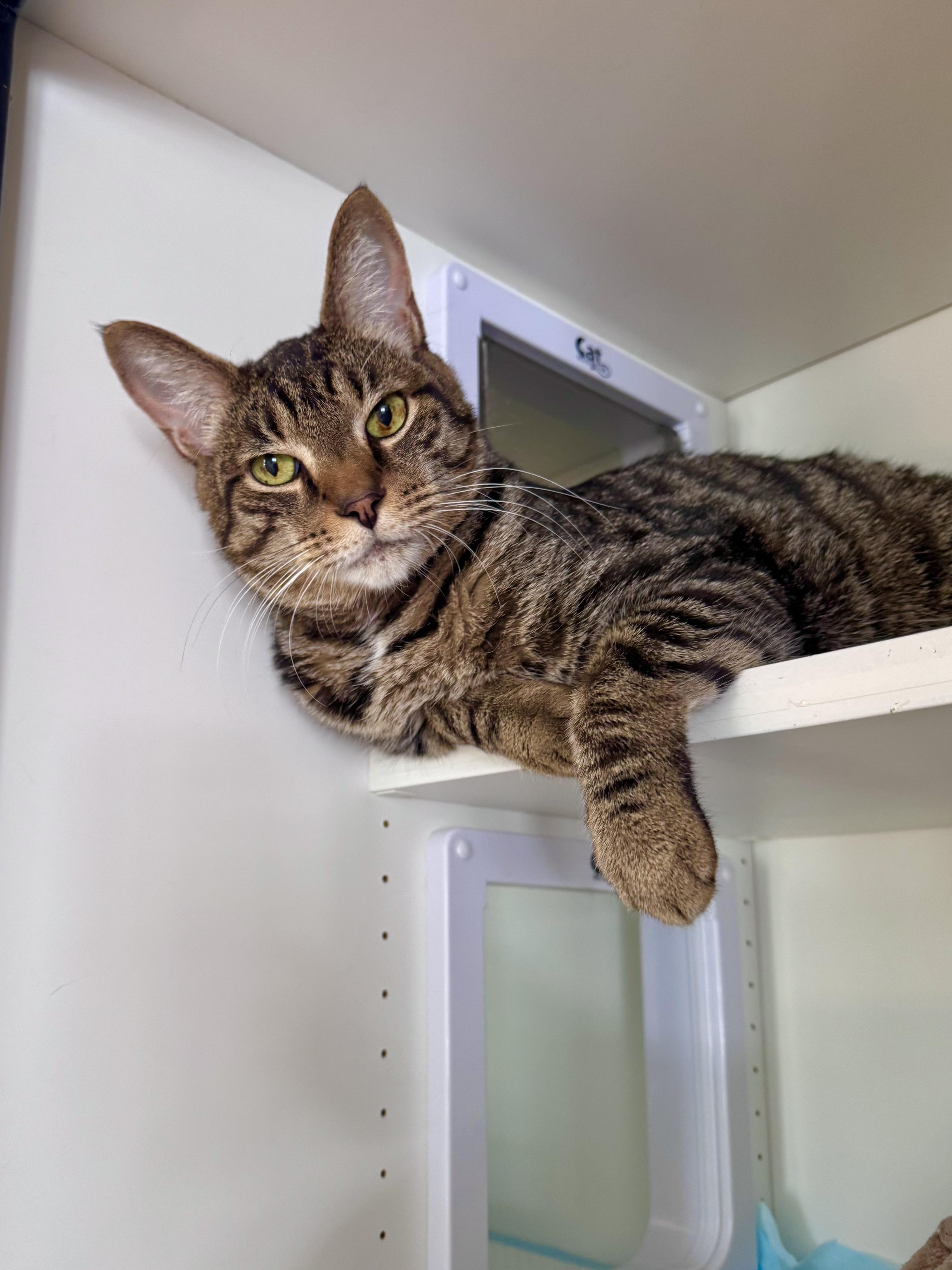 Bentley, ADOPTABLE, Adult Male Domestic Short Hair.