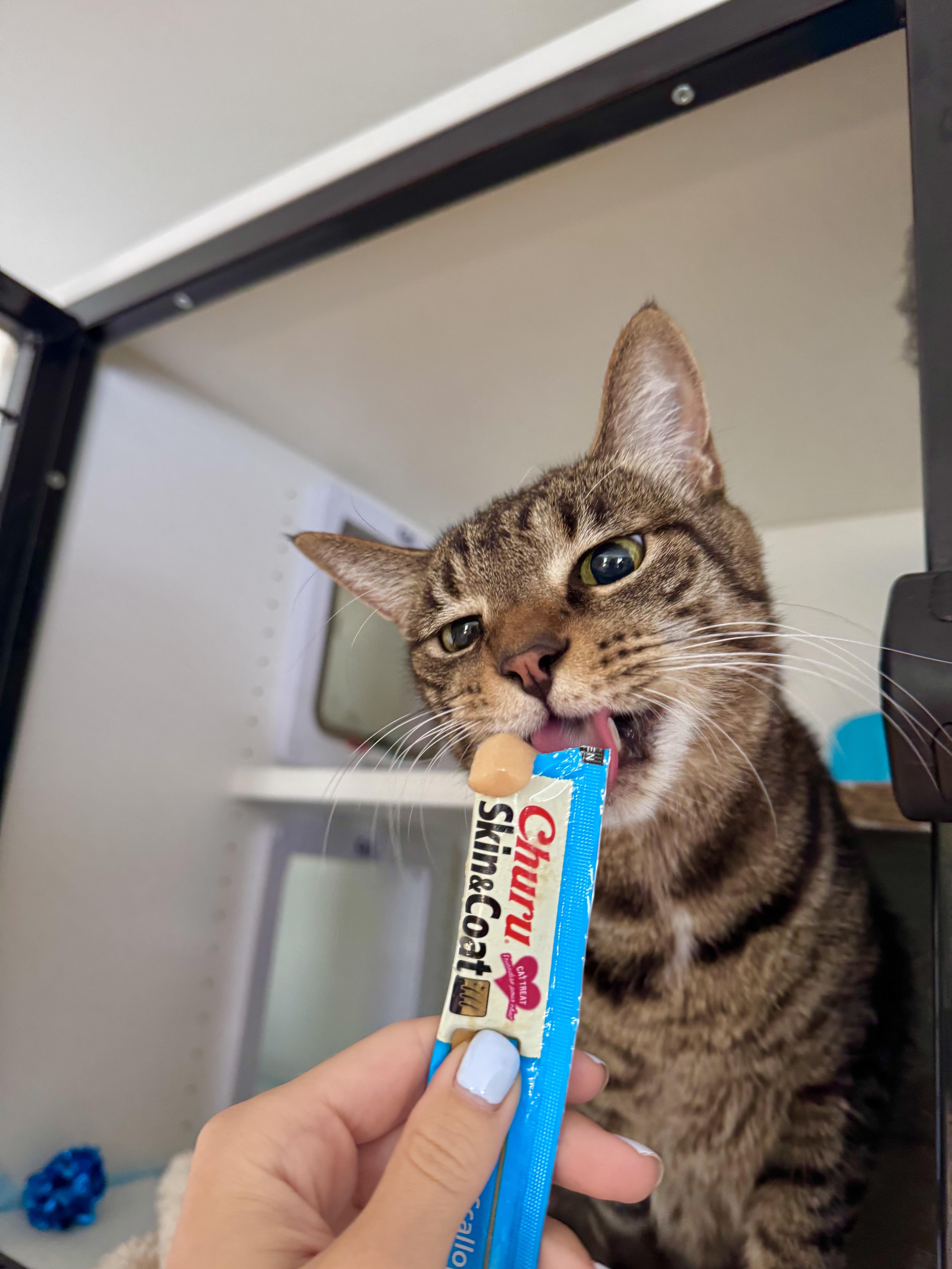 Enlarge Bentley, a ADOPTABLE Domestic Short Hair in Ramsey, NJ image 3/6