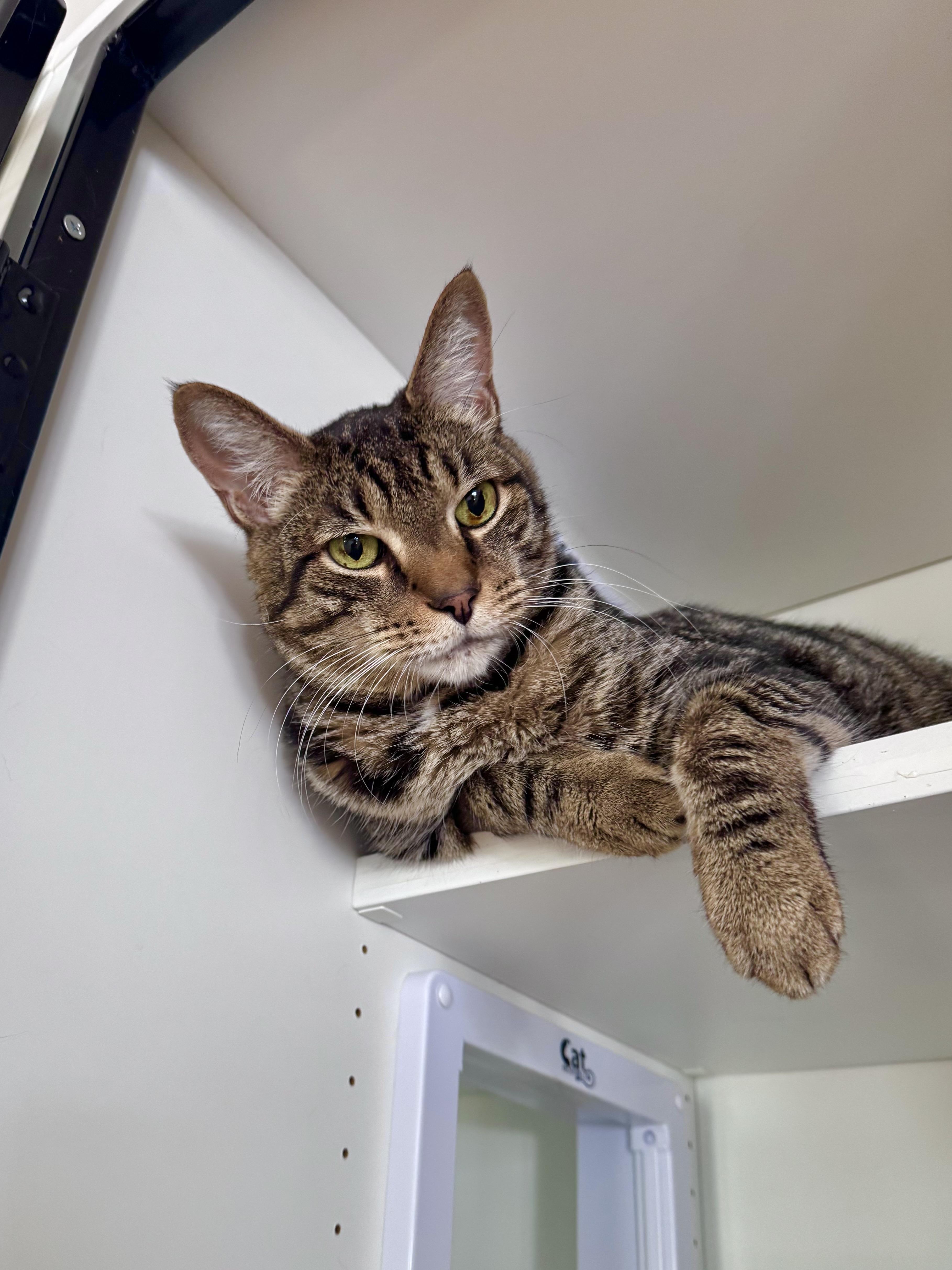 Enlarge Bentley, a ADOPTABLE Domestic Short Hair in Ramsey, NJ image 4/6