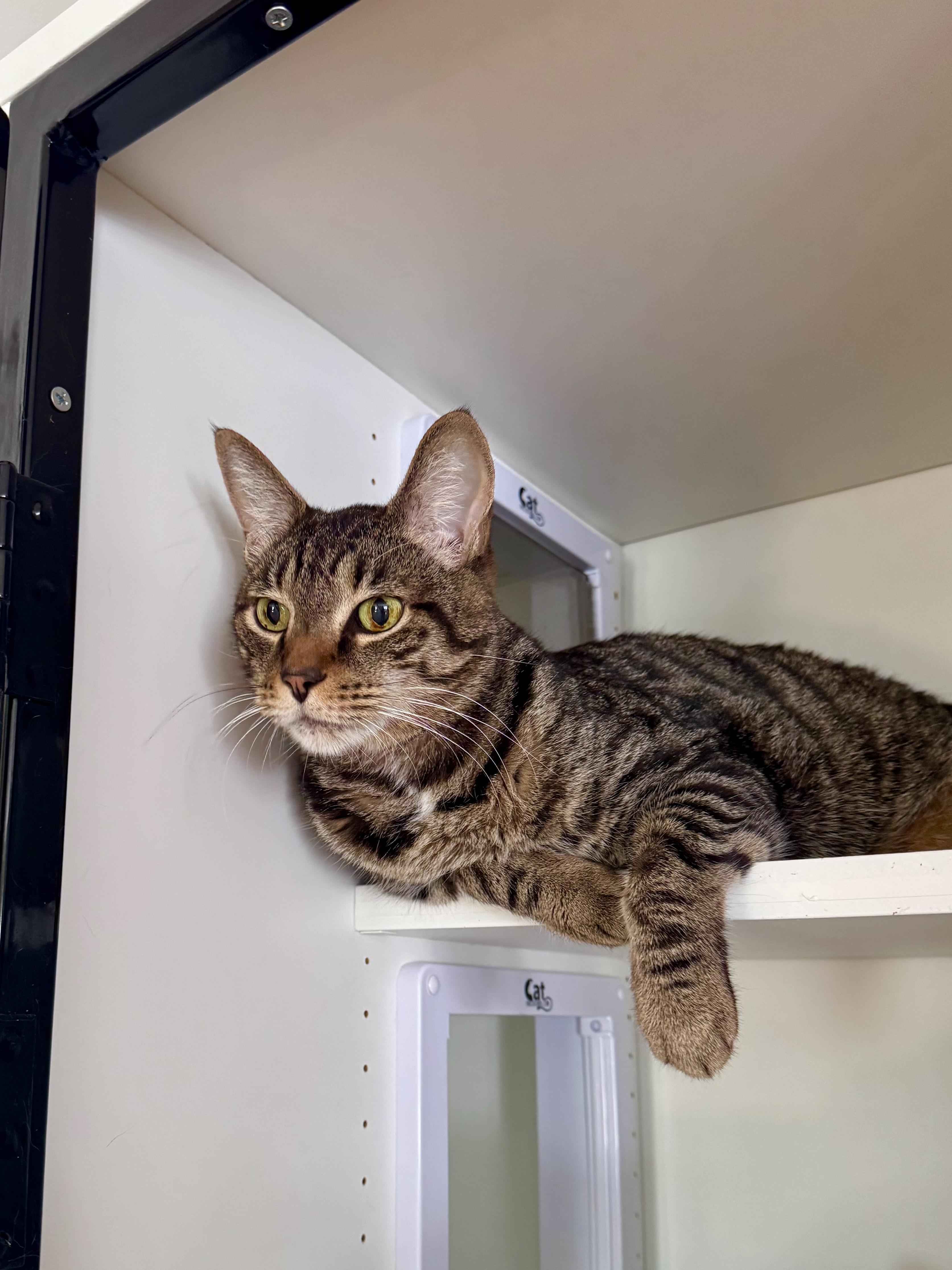 Enlarge Bentley, a ADOPTABLE Domestic Short Hair in Ramsey, NJ image 2/6