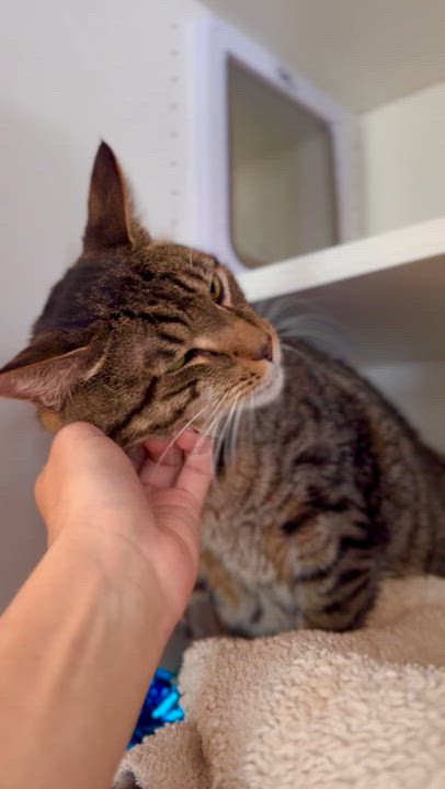 Enlarge Bentley, a ADOPTABLE Domestic Short Hair in Ramsey, NJ video 6/6