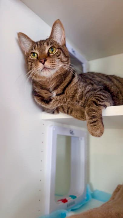 Enlarge Bentley, a ADOPTABLE Domestic Short Hair in Ramsey, NJ video 5/6