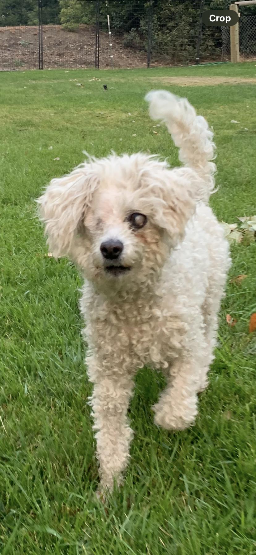 Enlarge Captain Lulu, a Adoptable mixed breed in Coeur dAlene, ID image 4/6