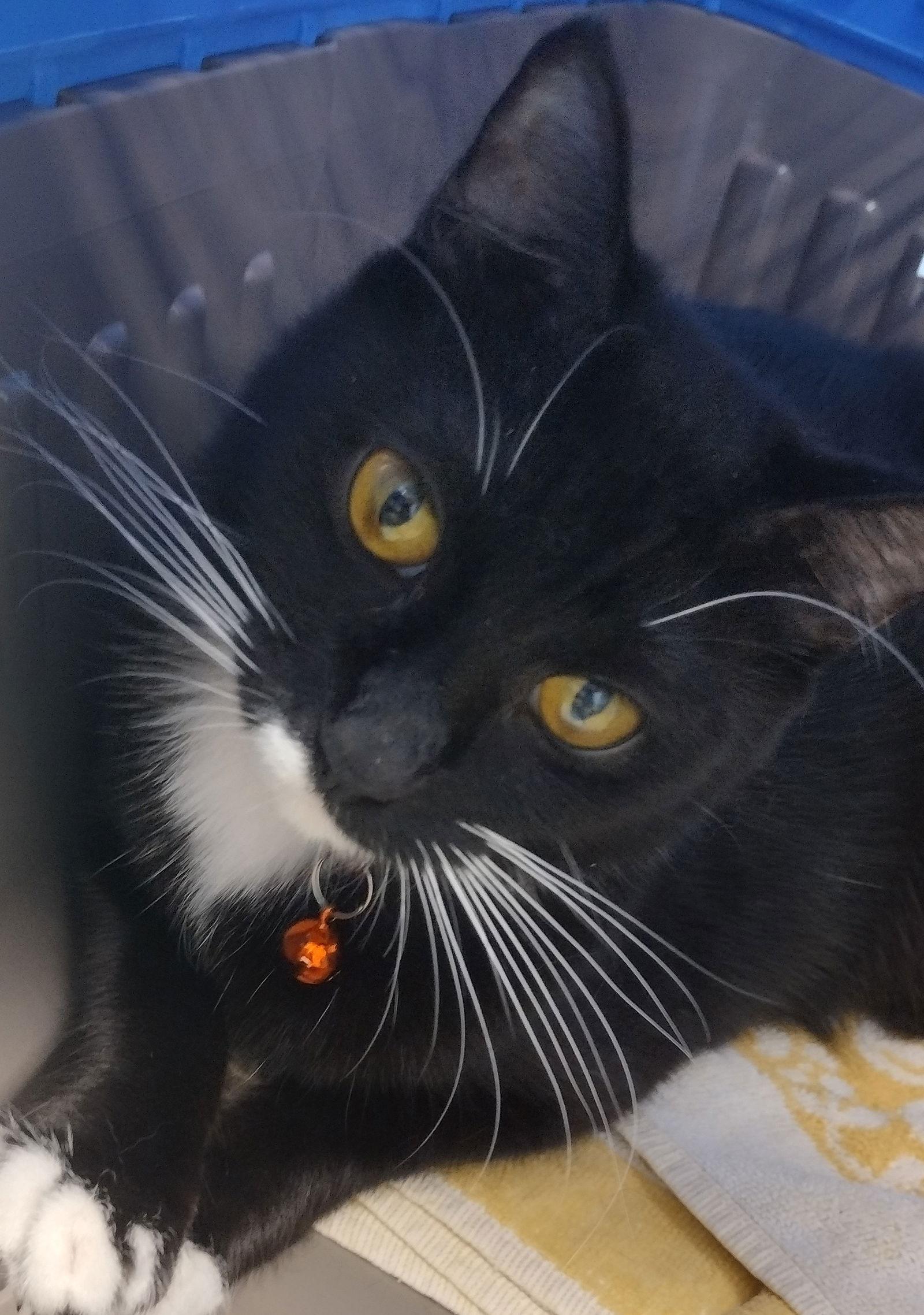 Genny - Center, Adoptable, Adult Female Domestic Medium Hair.