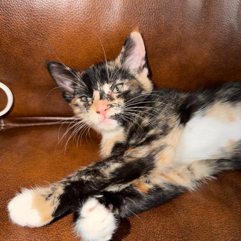 Enlarge Tally, a Adoptable mixed breed in Pitman, NJ image 2/6