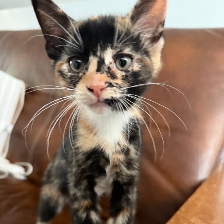Tally, Adoptable, Kitten Female Domestic Short Hair.