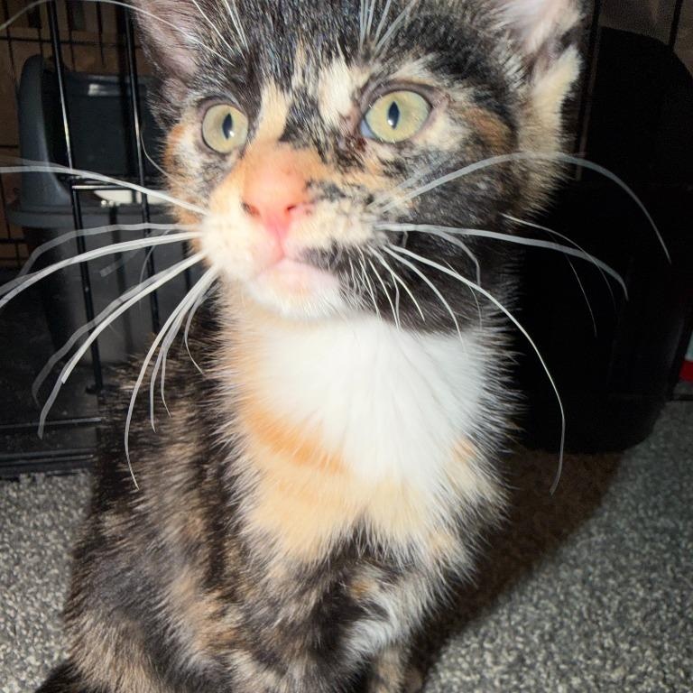 Enlarge Tally, a Adoptable mixed breed in Pitman, NJ image 5/6