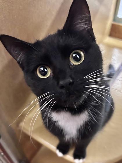 Enlarge Splenda, a Adoptable mixed breed in San Diego, CA image 1/2