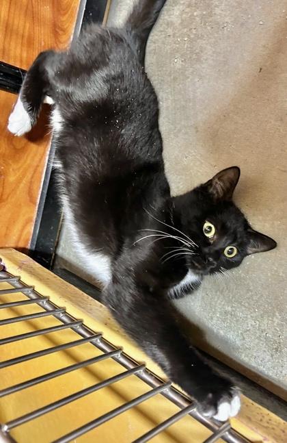 Enlarge Splenda, a Adoptable mixed breed in San Diego, CA image 2/2