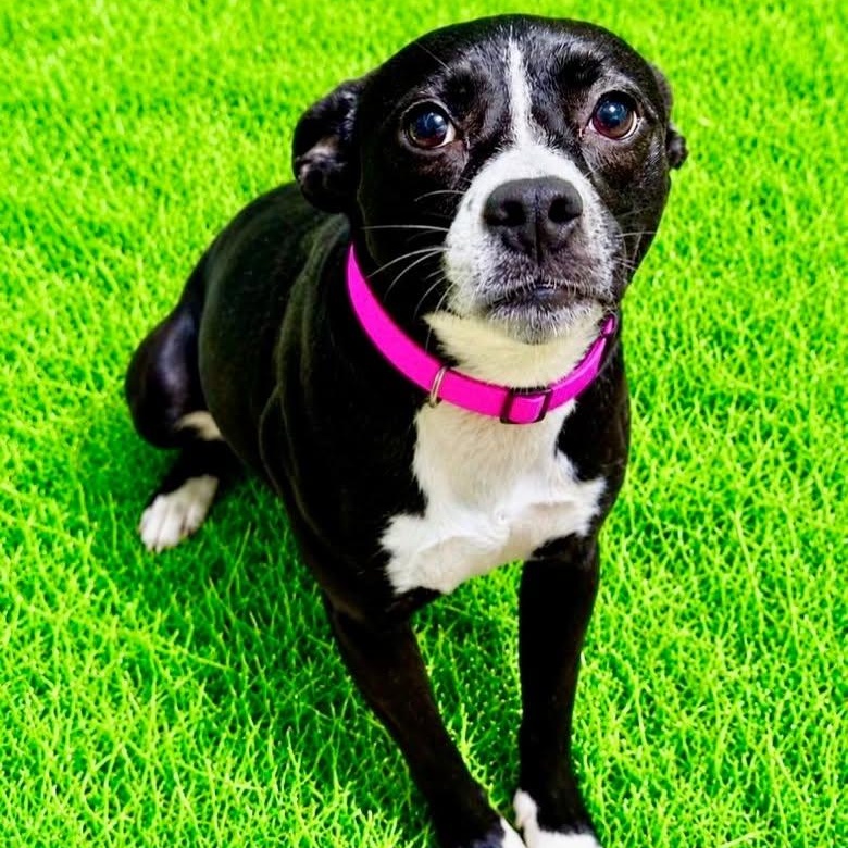 Regina, adopted, Young Female Boston Terrier.