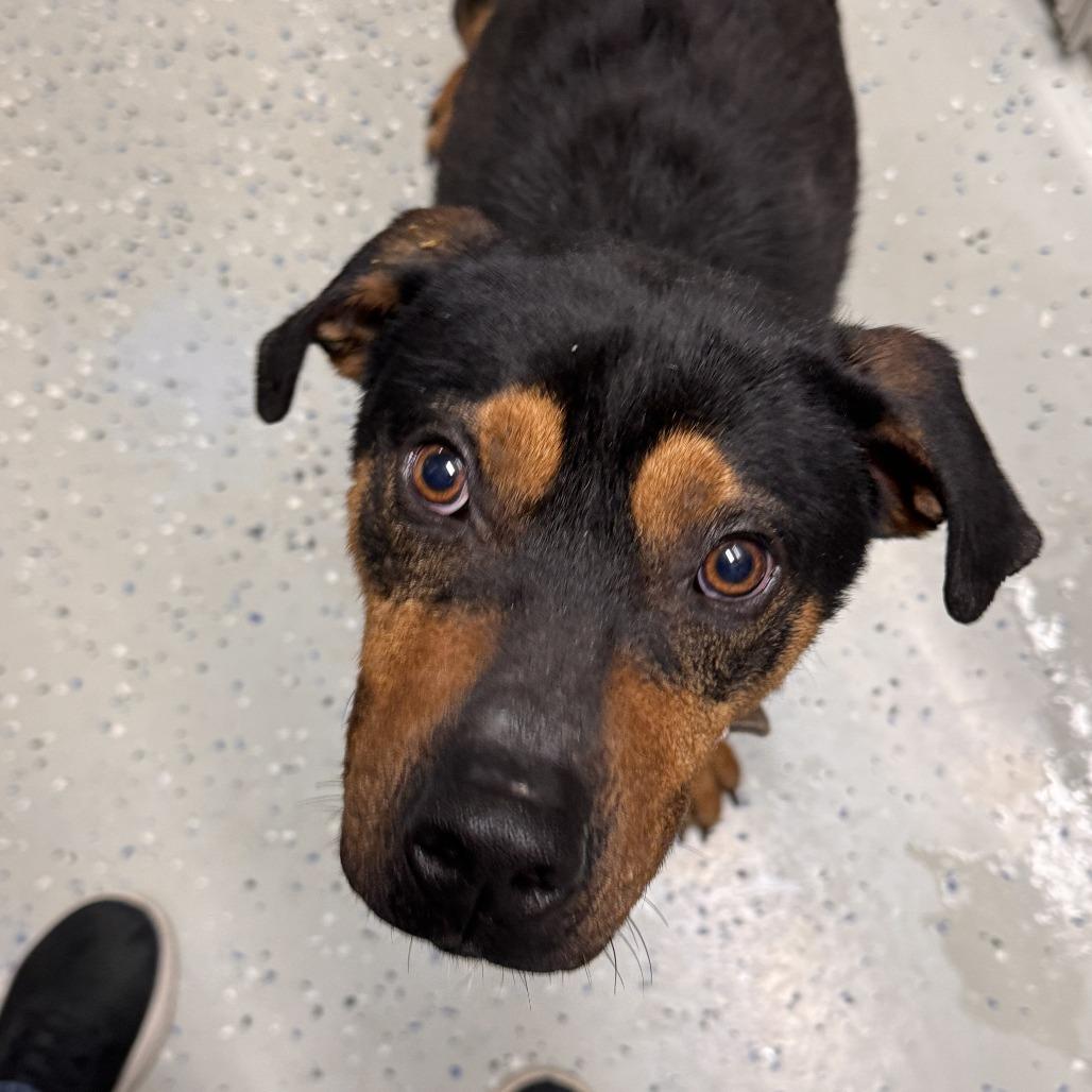 Enlarge Colt, a Adoptable mixed breed in Marion, VA image 1/1