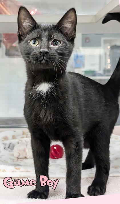 Enlarge Game Boy, a Adoptable mixed breed in Mason, MI image 1/1