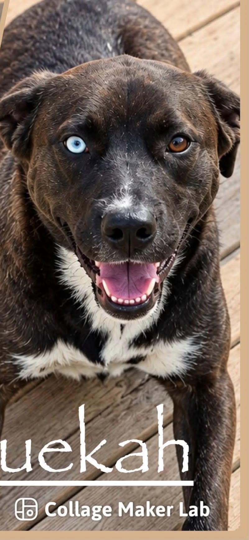 Sully, Adoptable, Young Male Mixed Breed.