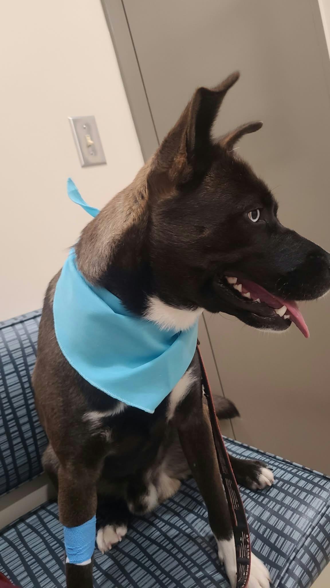 Enlarge Sully, a Adoptable Mixed Breed in Woodstock, ON image 2/3