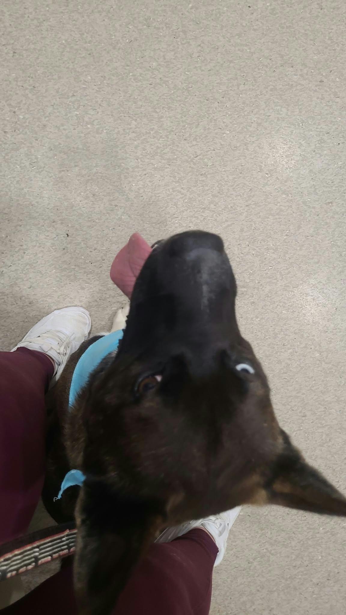 Enlarge Sully, a Adoptable Mixed Breed in Woodstock, ON image 3/3