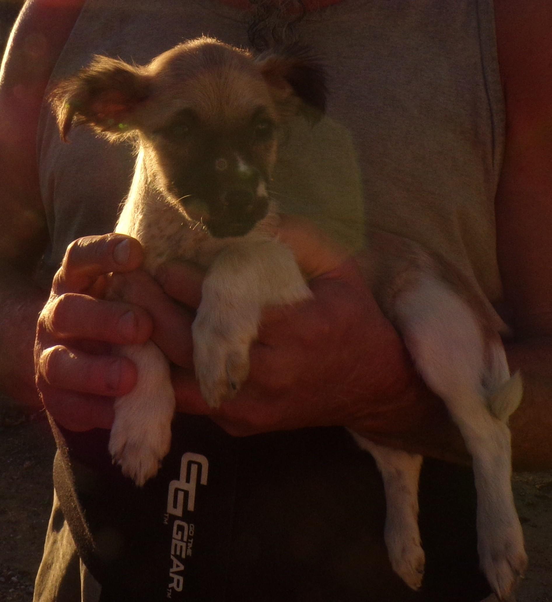 SWEET PEA, a Adoptable mixed breed in Corona, CA image 1/3