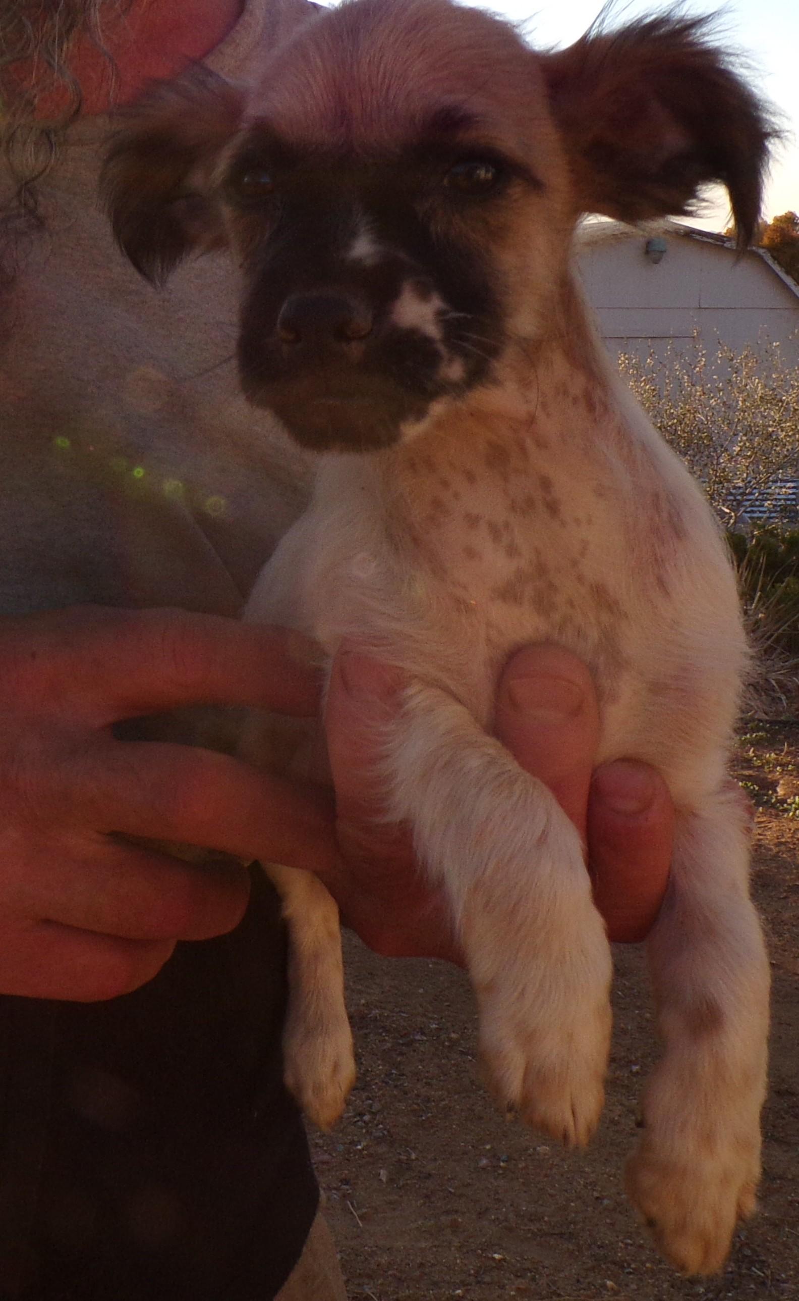 SWEET PEA, a Adoptable mixed breed in Corona, CA image 2/3