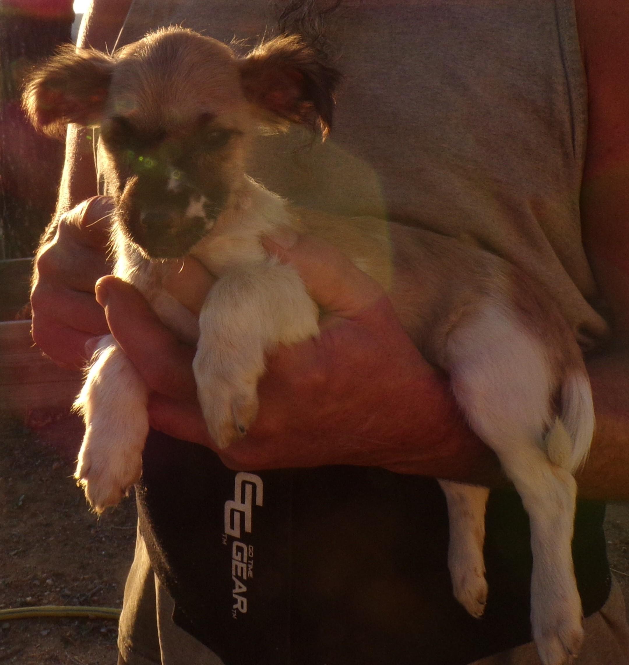 SWEET PEA, a Adoptable mixed breed in Corona, CA image 3/3