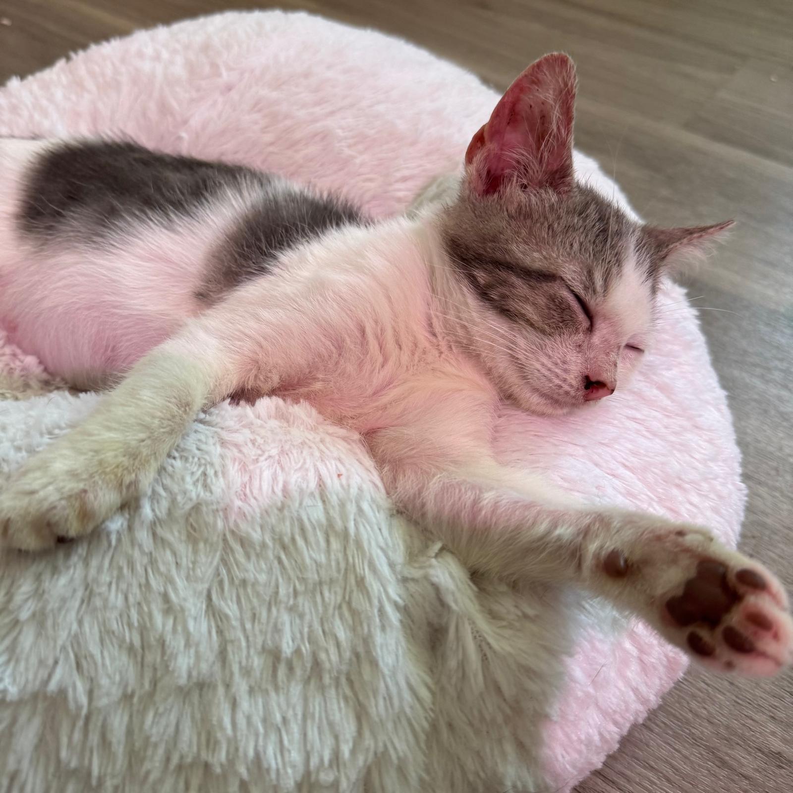 Enlarge Sage, a Adoptable Domestic Short Hair in Sunrise, FL image 3/3
