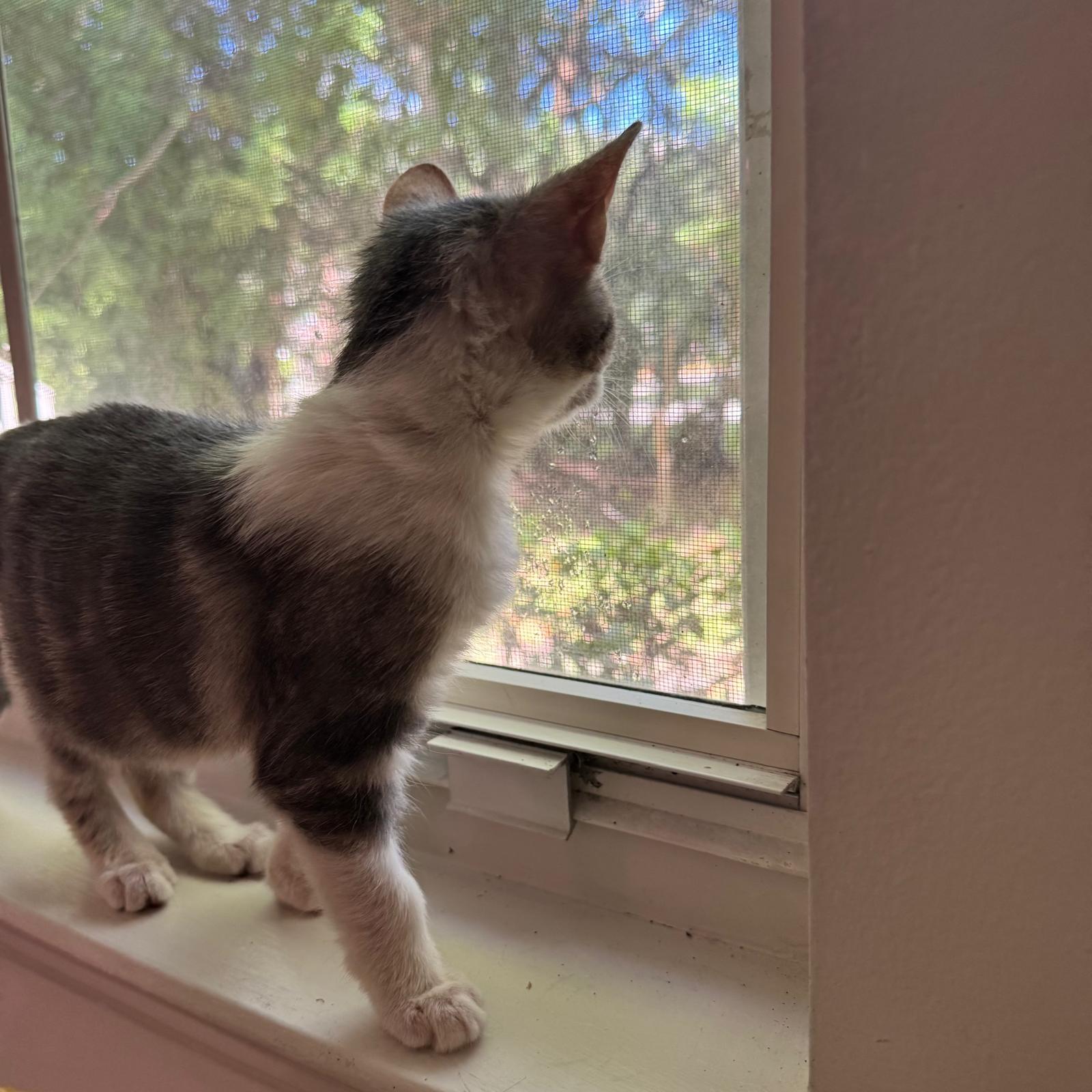 Enlarge Sage, a Adoptable Domestic Short Hair in Sunrise, FL image 2/3