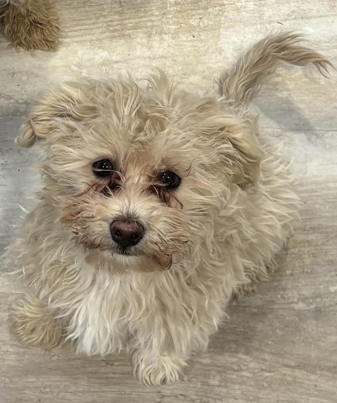 Enlarge Martha, an adopted mixed breed in Paramus, NJ image 1/1