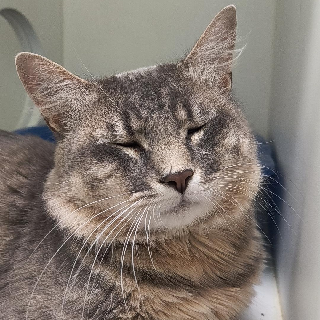 Enlarge Karl, an adopted Domestic Long Hair in Manistique, MI image 3/3