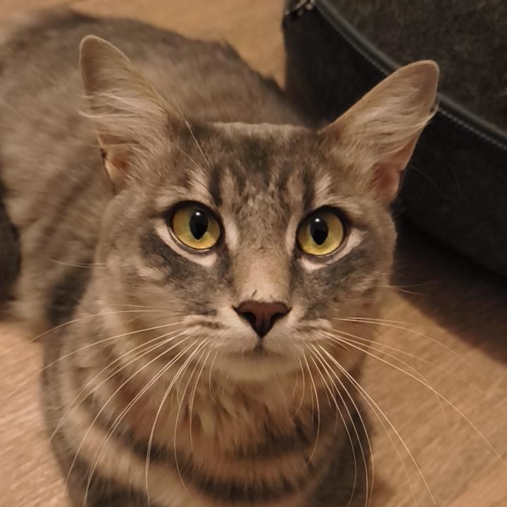 Enlarge Karl, an adopted Domestic Long Hair in Manistique, MI image 2/3