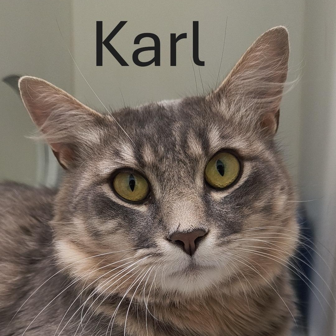 Enlarge Karl, an adopted Domestic Long Hair in Manistique, MI image 1/3