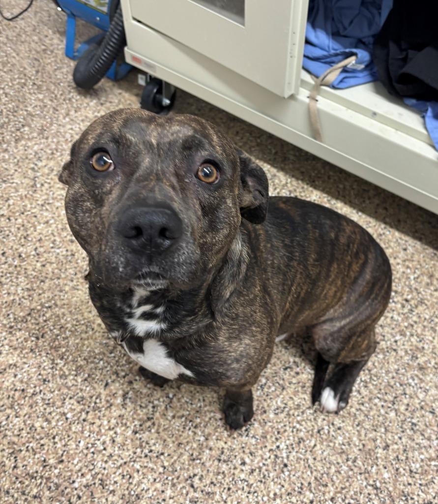 Enlarge CLAY, a Adoptable mixed breed in Hastings, MI image 1/3