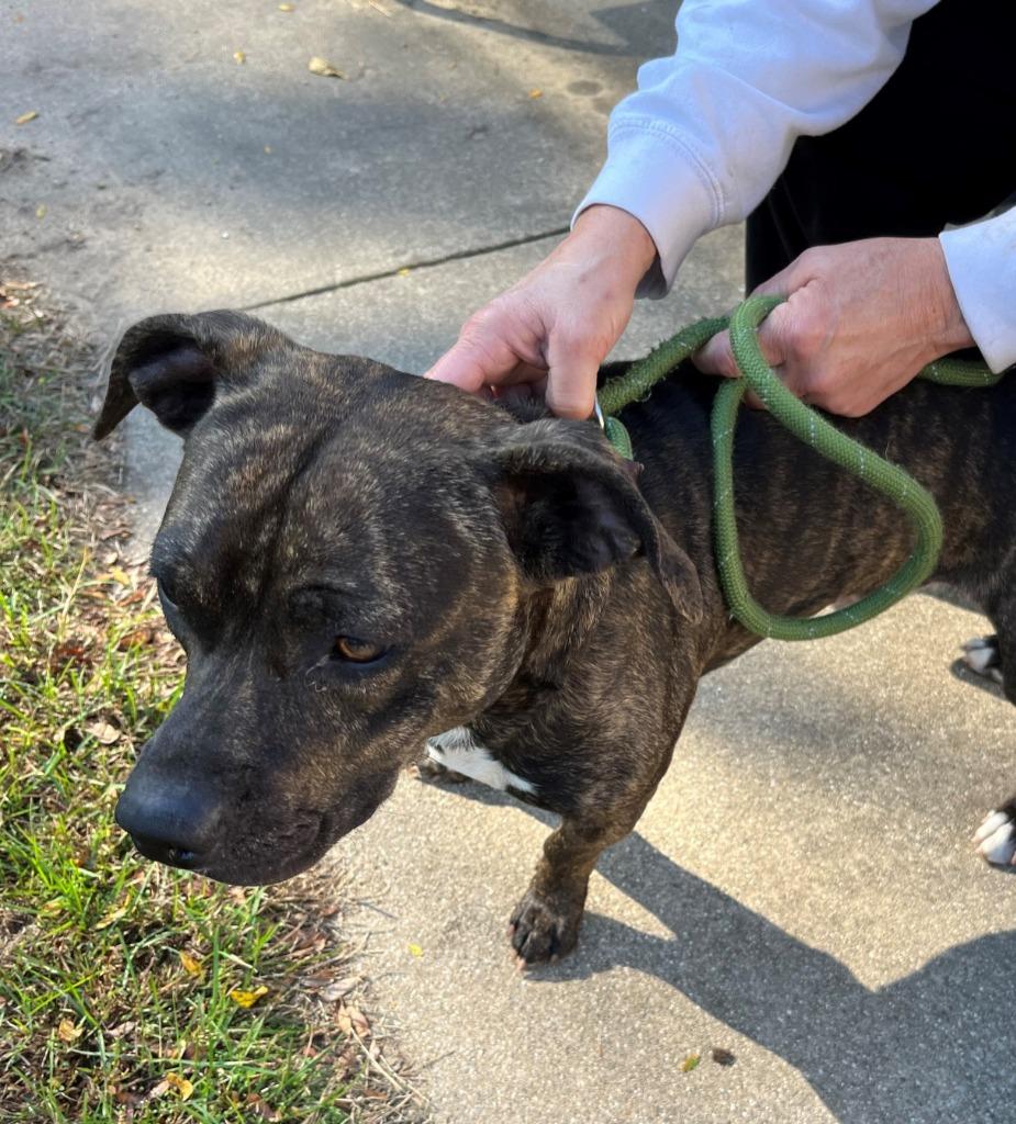 Enlarge CLAY, a Adoptable mixed breed in Hastings, MI image 2/3