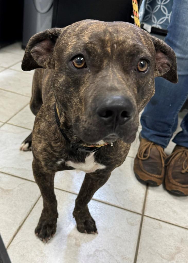 Enlarge CLAY, a Adoptable mixed breed in Hastings, MI image 3/3