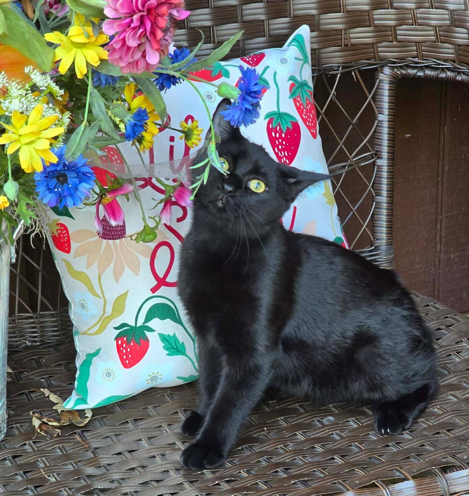 Thane, Adoptable, Kitten Male Domestic Medium Hair.