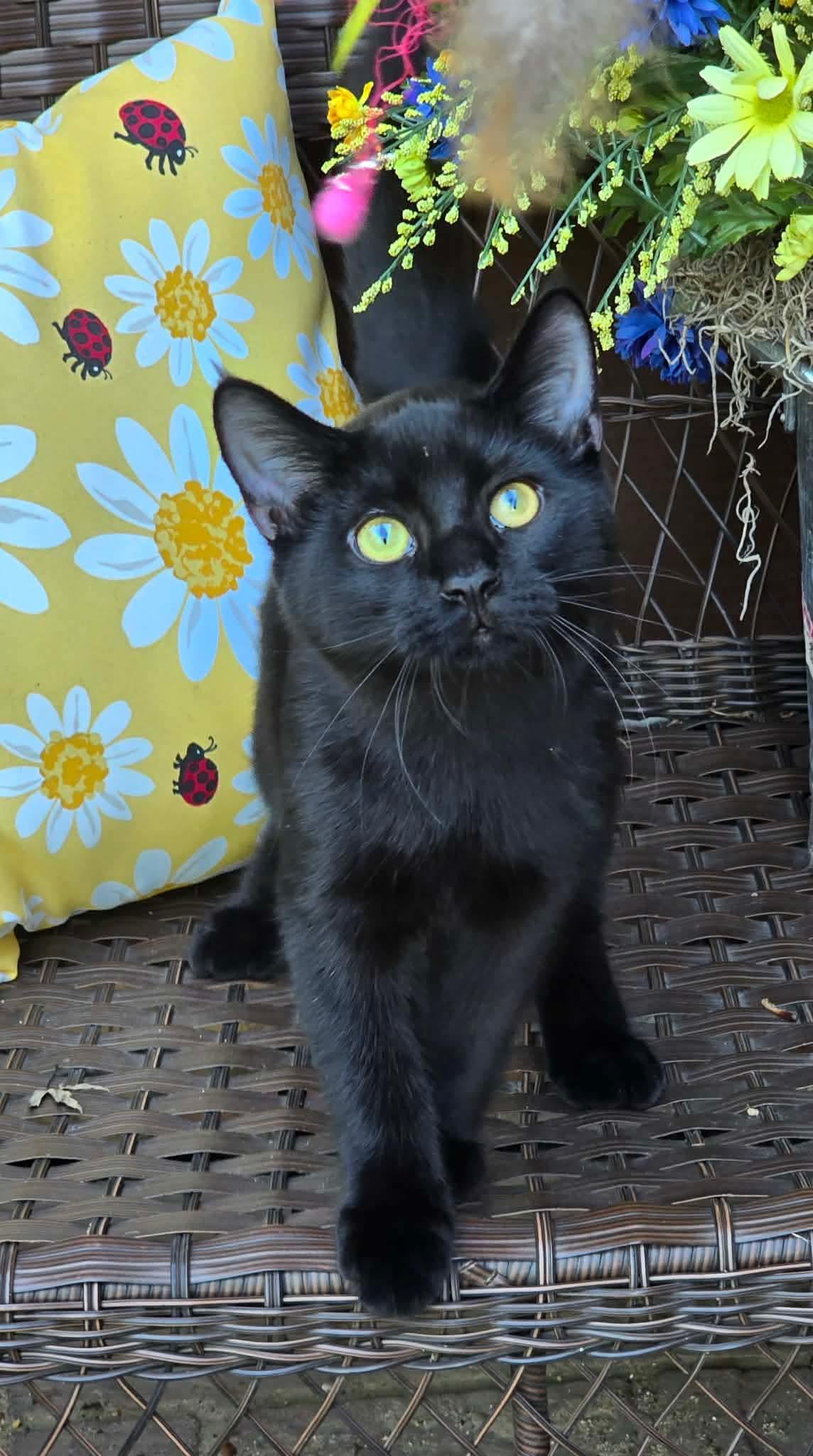 Enlarge Thane, a Adoptable Domestic Medium Hair in hinckley, IL image 2/3