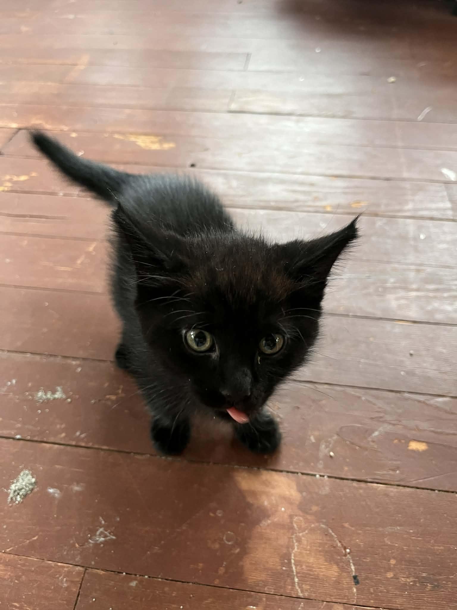 Enlarge Thane, a Adoptable Domestic Medium Hair in hinckley, IL image 3/3