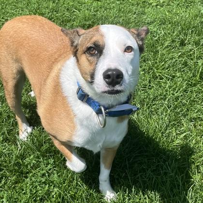 Enlarge Nala AKA Harley, a ADOPTABLE Mixed Breed in Dubuque, IA image 1/1