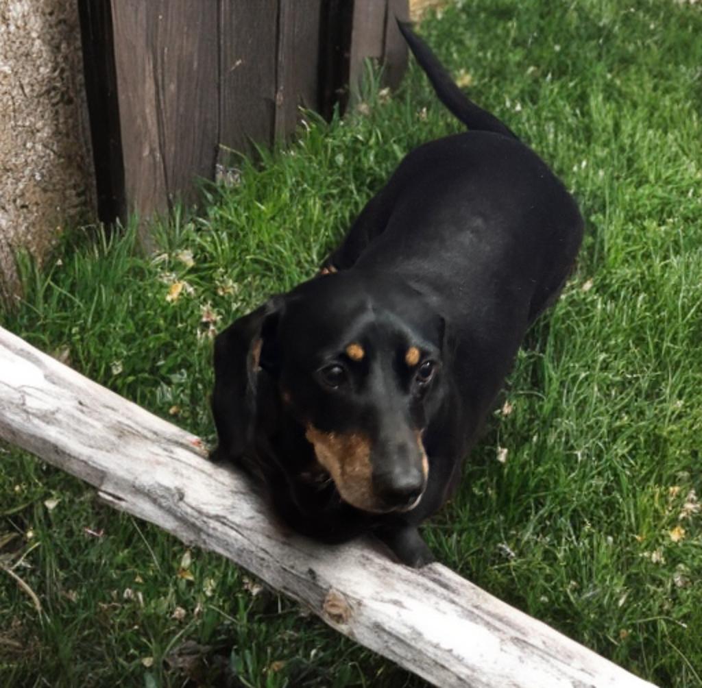 Buddy , an adopted Dachshund in San Antonio, TX image 2/2