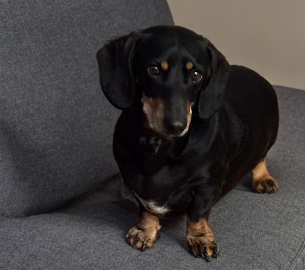 Buddy , ADOPTABLE, Adult Male Dachshund.
