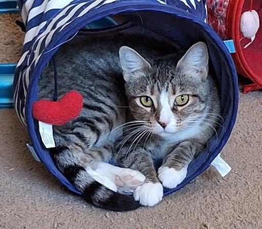 Enlarge Cinnamon, a ADOPTABLE Domestic Short Hair in Phoenix, AZ image 1/3