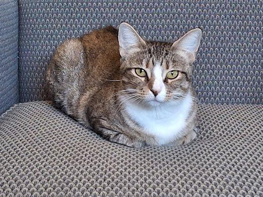 Enlarge Cinnamon, a ADOPTABLE Domestic Short Hair in Phoenix, AZ image 3/3
