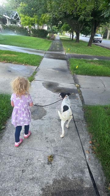 Diamond Belle, Adoptable, Young Female Cattle Dog.