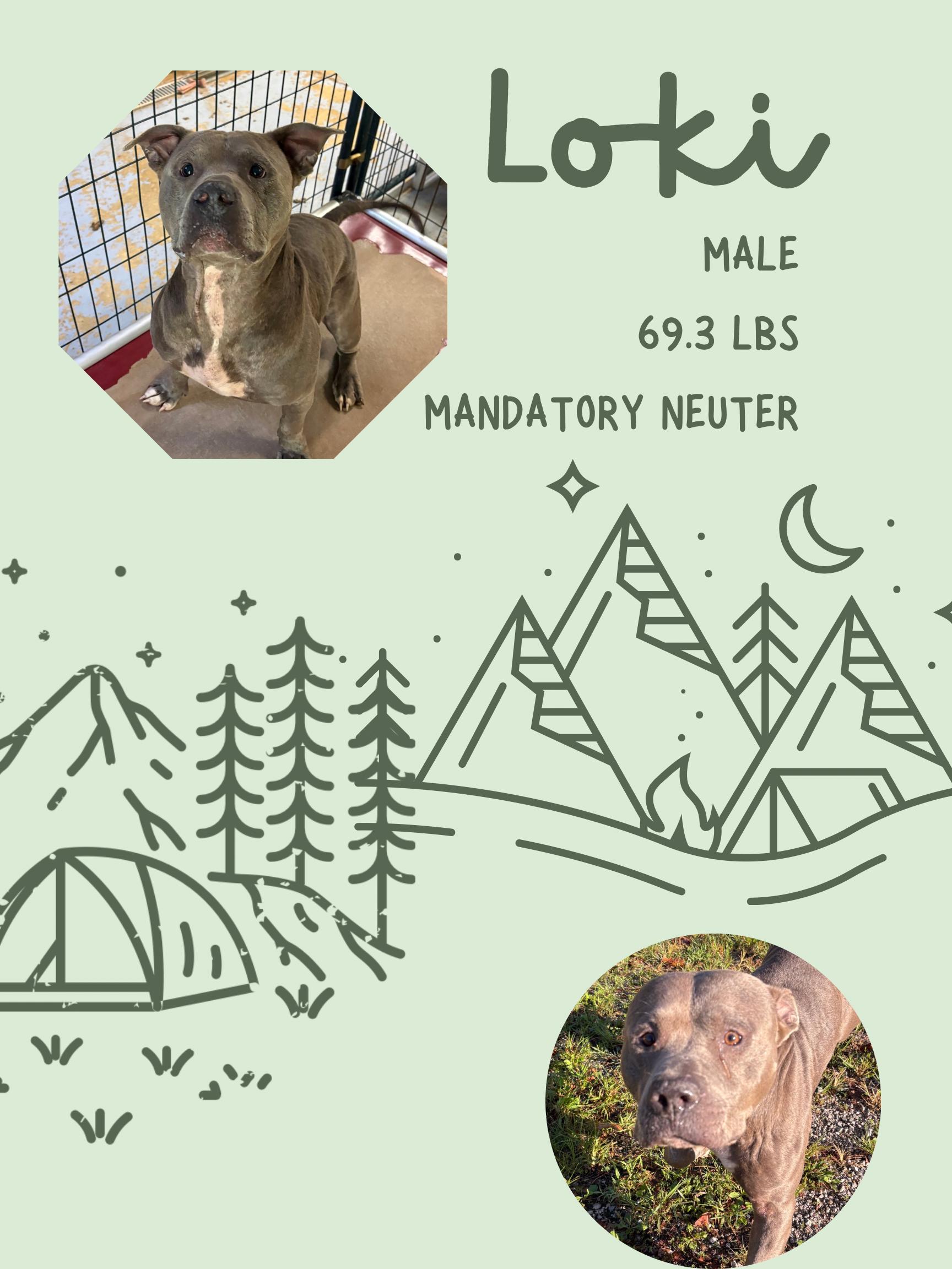 Enlarge Loki, a Adoptable American Bully in McArthur, OH image 1/1