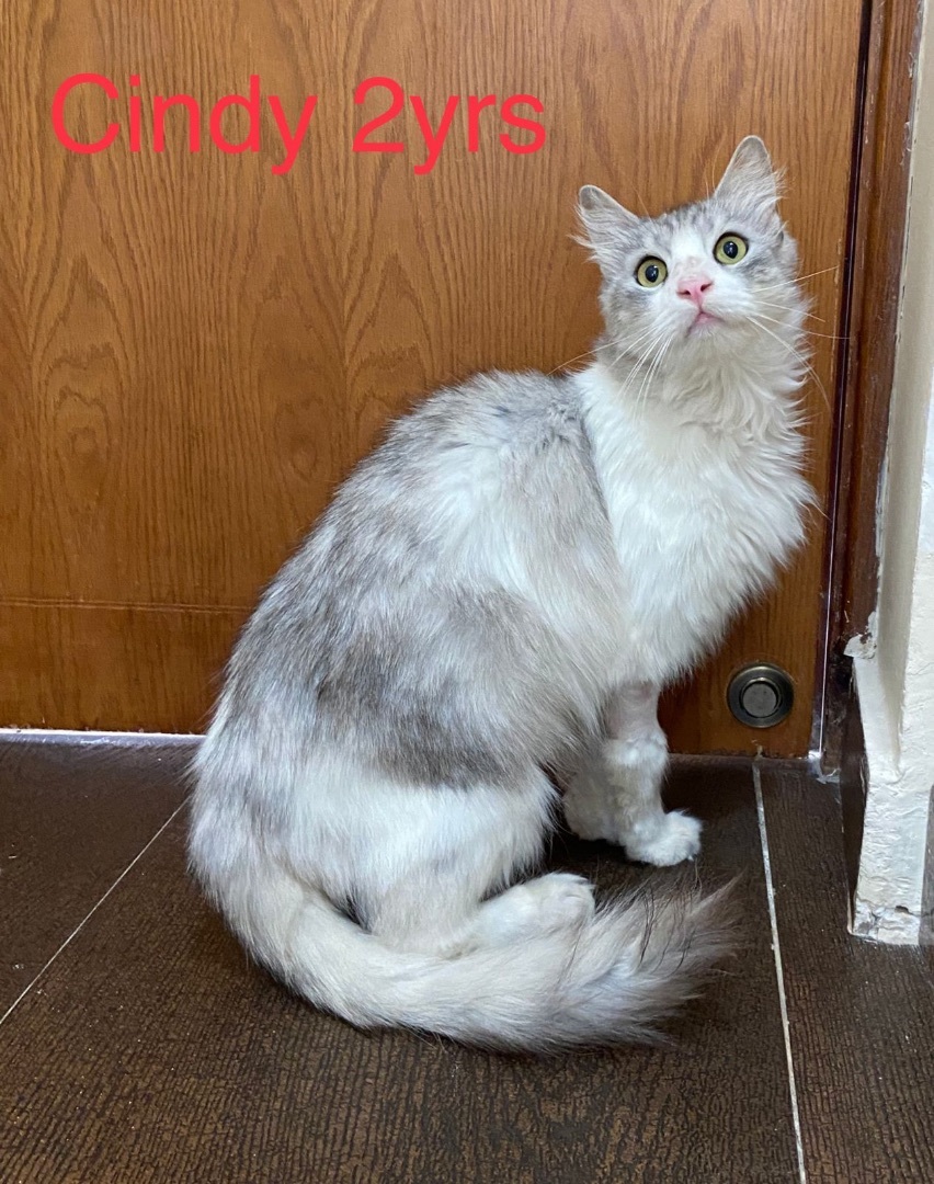 Enlarge Richard, a Adopted mixed breed in Brampton, ON image 1/12