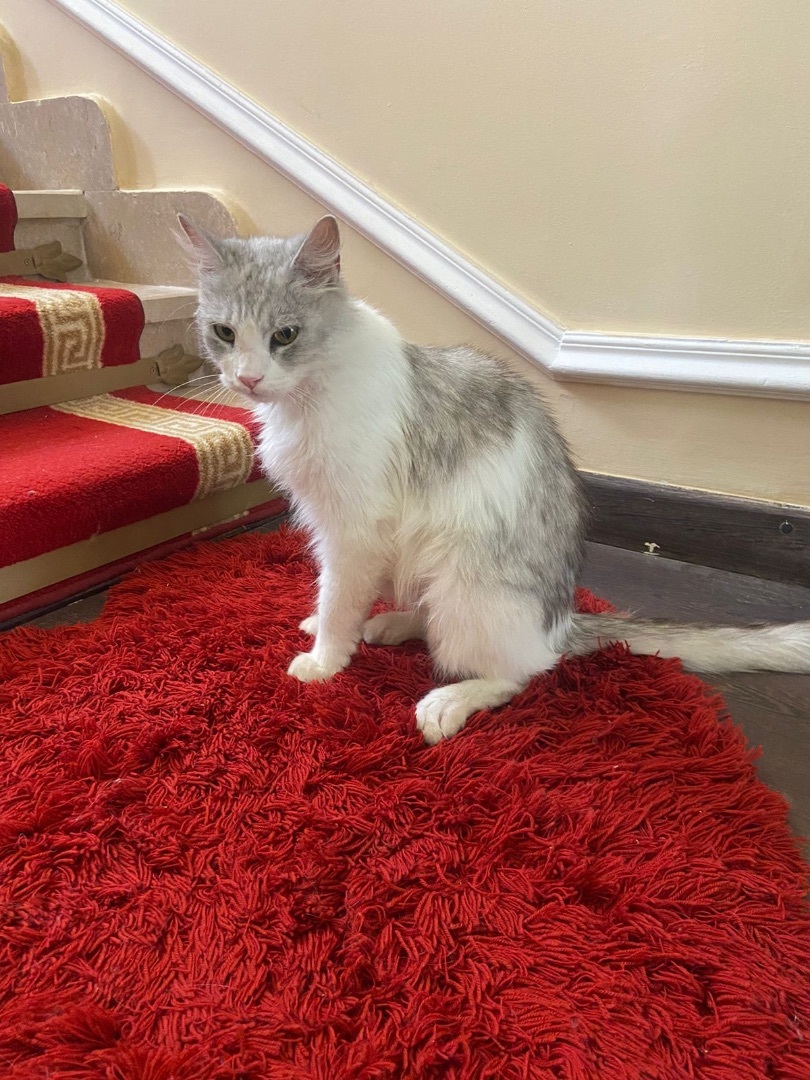 Enlarge Richard, a Adopted mixed breed in Brampton, ON image 2/12