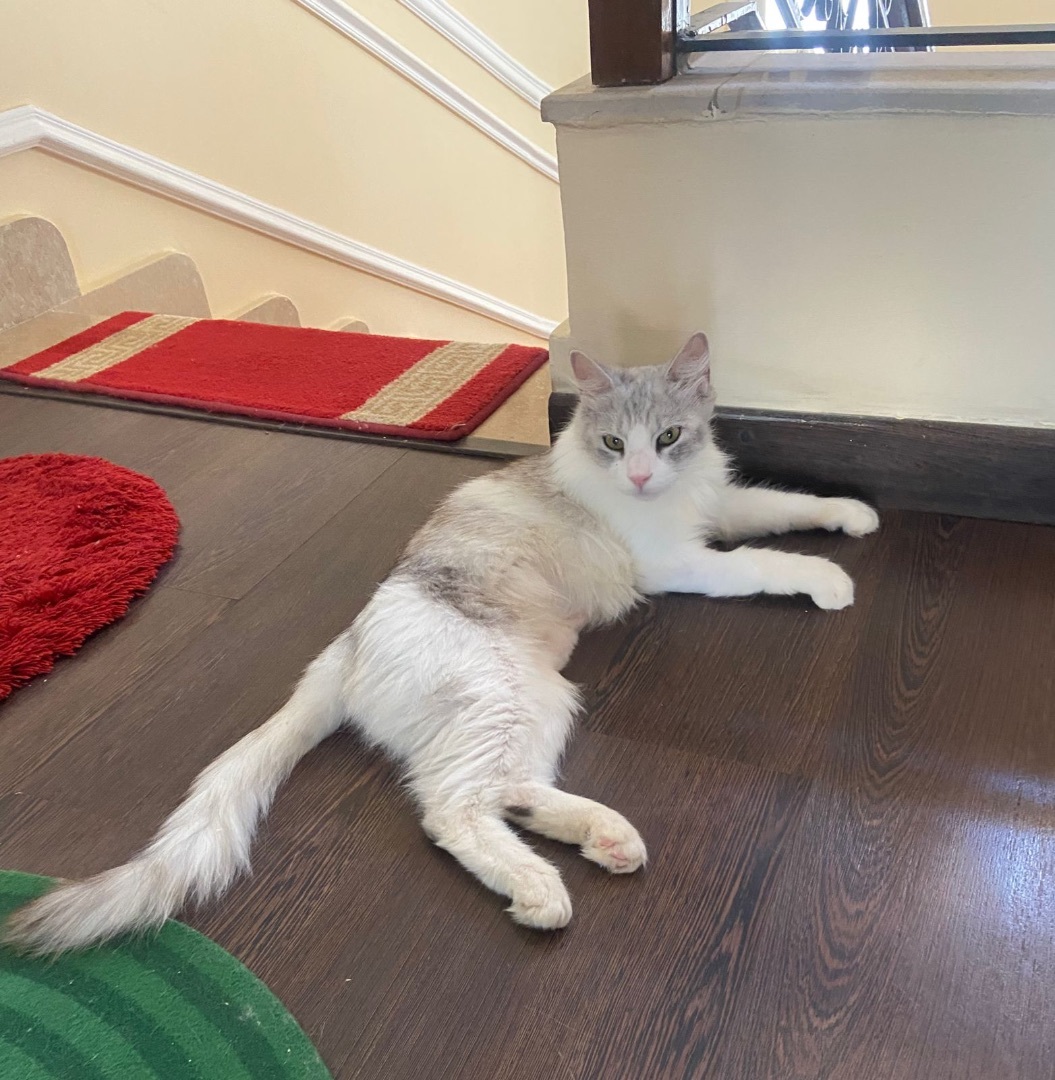 Enlarge Richard, a Adopted mixed breed in Brampton, ON image 3/12