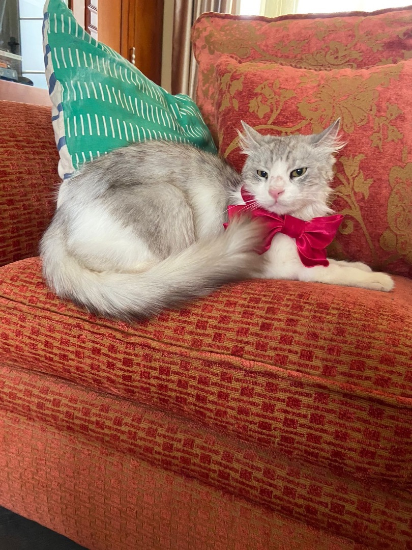 Enlarge Richard, a Adopted mixed breed in Brampton, ON image 4/12