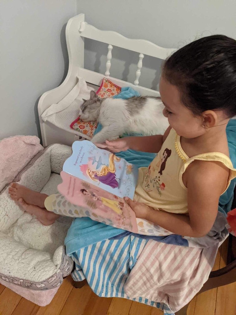 Enlarge Richard, a Adopted mixed breed in Brampton, ON image 5/12