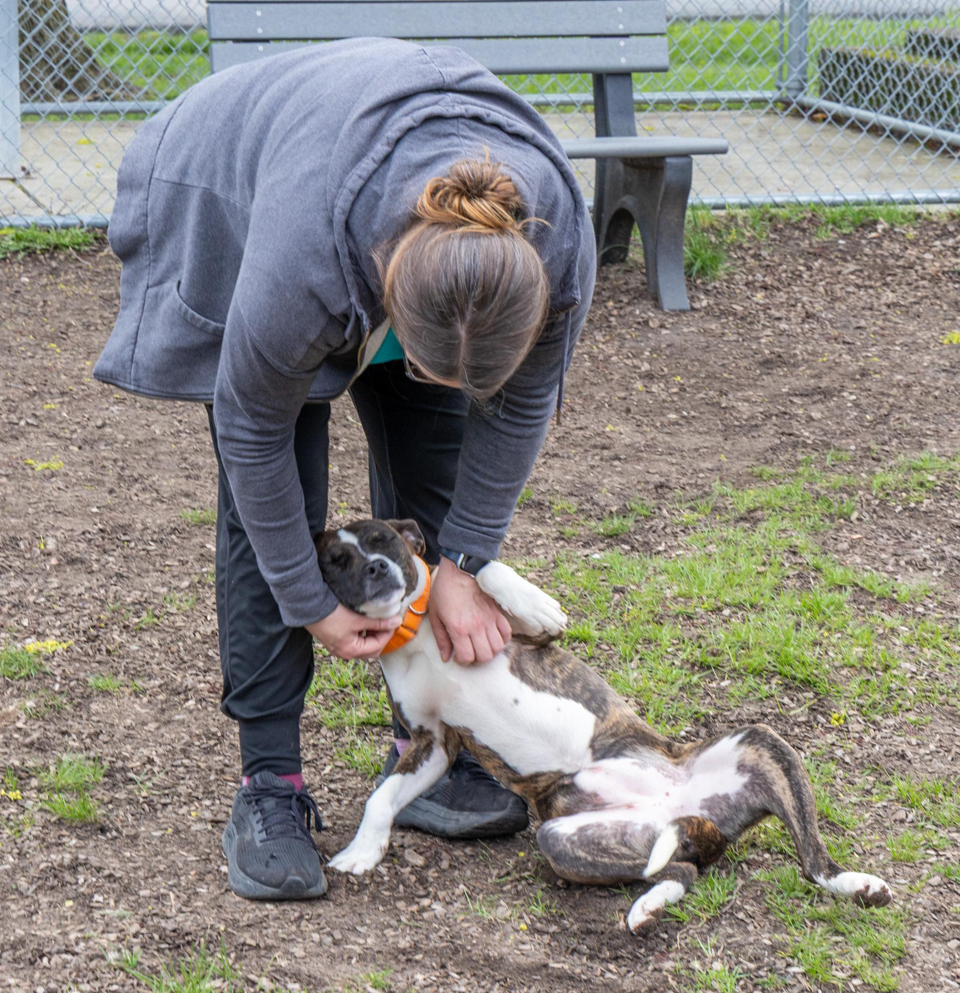 Pocket, an adopted Mixed Breed in Mount Pleasant, MI image 2/2