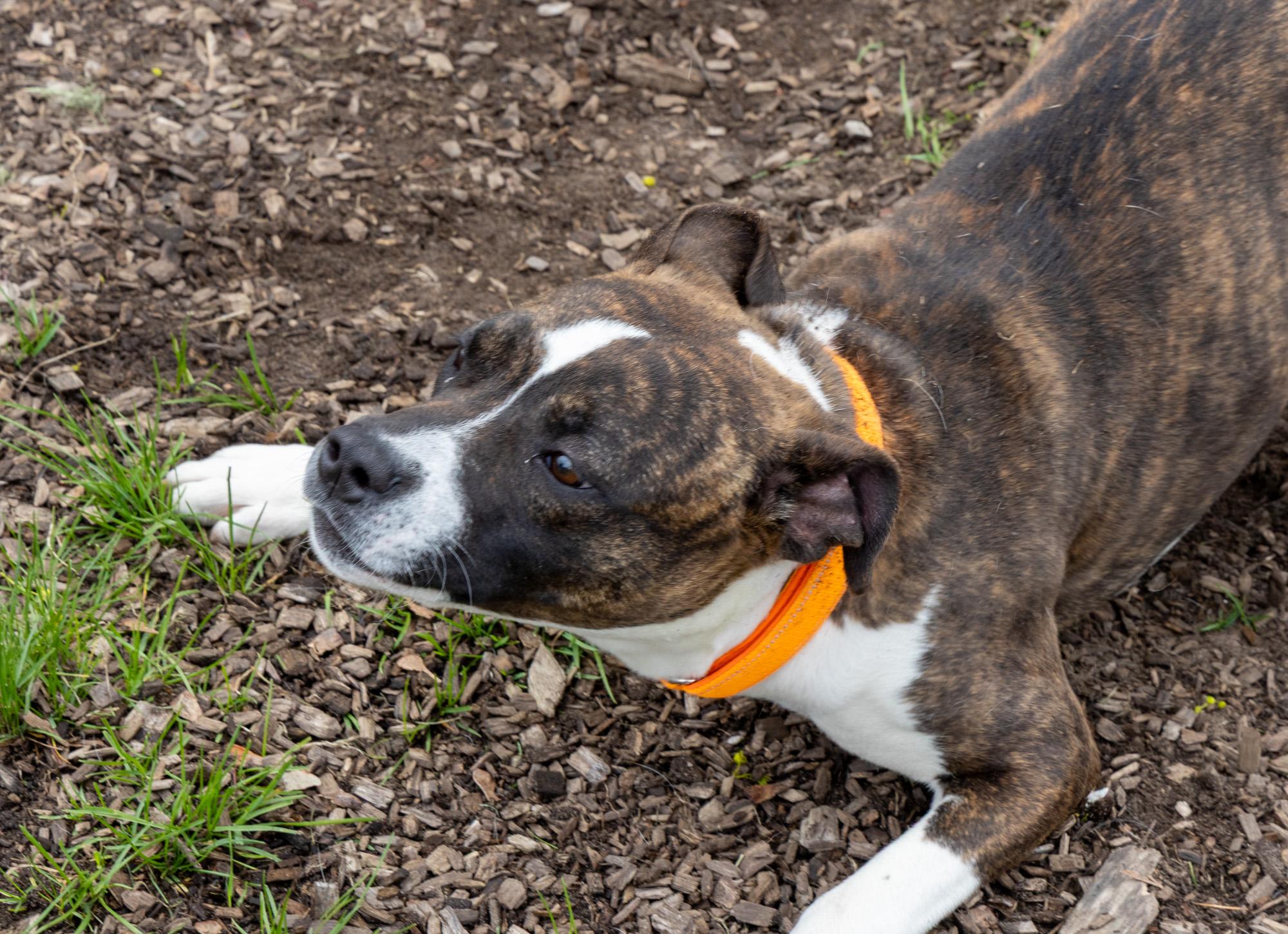 Pocket, an adopted Mixed Breed in Mount Pleasant, MI image 1/2