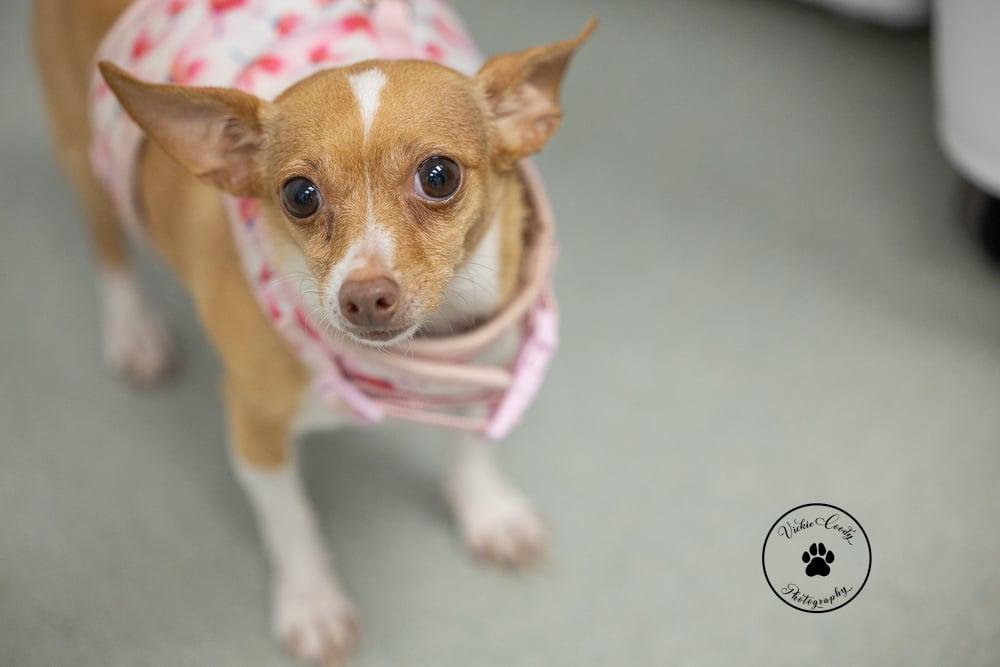 Enlarge Gingersnap, a Adoptable Chihuahua in Austin, TX image 1/5