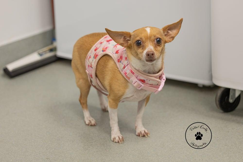 Gingersnap, Adoptable, Adult Female Chihuahua.